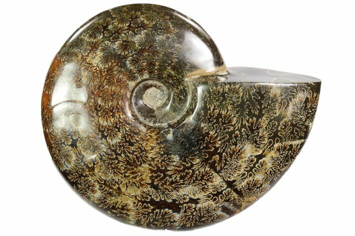 Polished, Agatized Ammonite (Cleoniceras) - Madagascar #102609